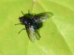 Protocalliphora azurea