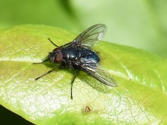 Protocalliphora azurea