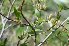 Chrysomela aeneicollis