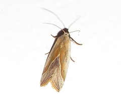 Micrathetis dasarada