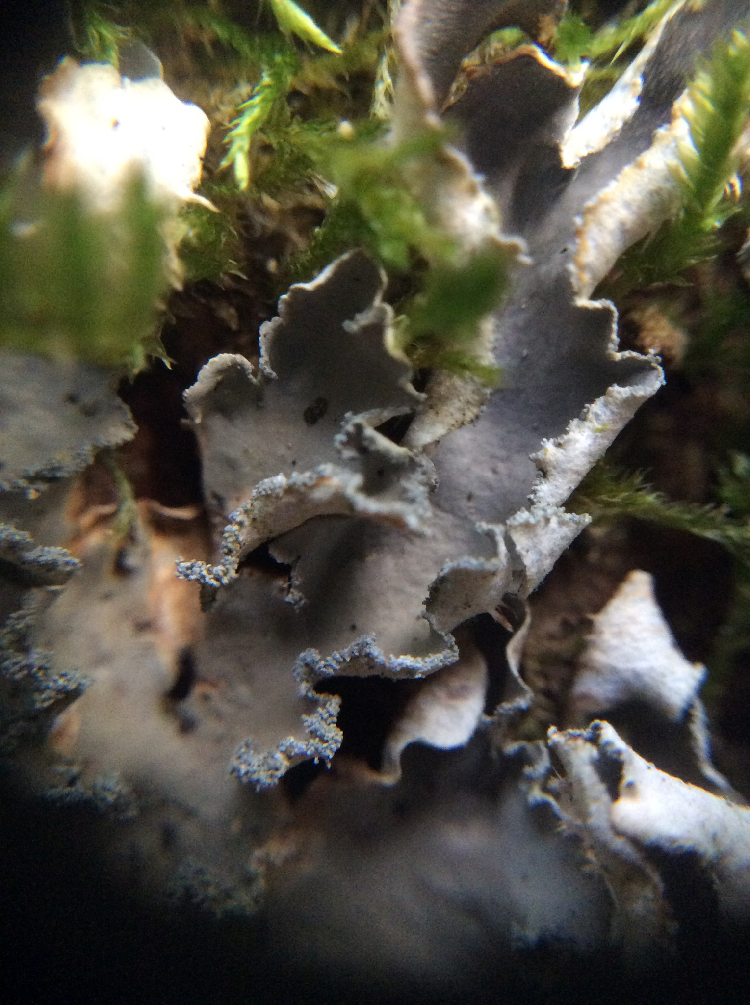 Peltigera collina image