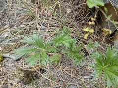 Potentilla gracilis elmeri