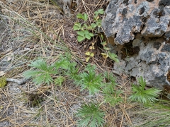 Potentilla gracilis elmeri