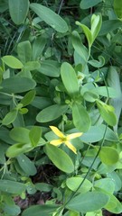 Angiospermae