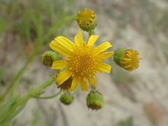 Senecio inaequidens