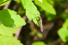 Nephrotoma pratensis