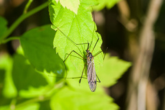 Nephrotoma pratensis