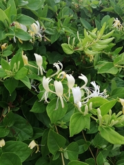 Lonicera japonica