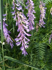 Vicia tenuifolia
