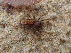 Arctosa perita