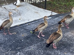 Alopochen aegyptiaca