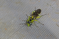 Rhogogaster picta