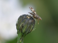 Tephritis vespertina