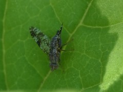 Tephritis vespertina