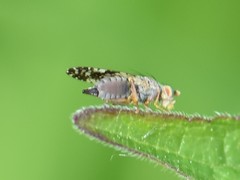 Tephritis vespertina