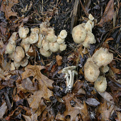 Agrocybe sororia