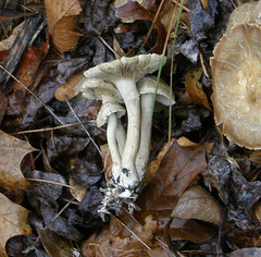 Agrocybe sororia