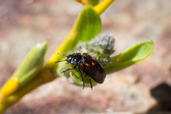 Chrysomela aeneicollis