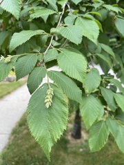 Magnoliopsida