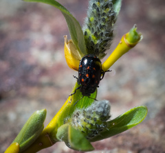 Chrysomela aeneicollis