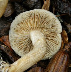 Agrocybe sororia