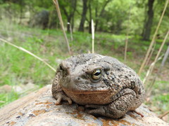 Incilius occidentalis