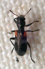 Enoclerus schaefferi