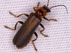 Cantharis rufa
