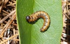 Omphalocera munroei