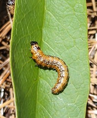Omphalocera munroei