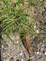 Gryllotalpa vineae