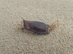 Scyliorhinus canicula