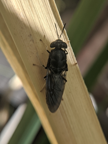 photo of Black Soldier Fly (Hermetia illucens)