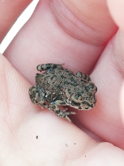 Bufotes viridis viridis