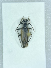 Brachyleptura circumdata
