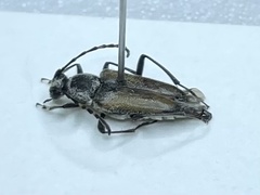 Brachyleptura circumdata