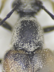 Brachyleptura circumdata