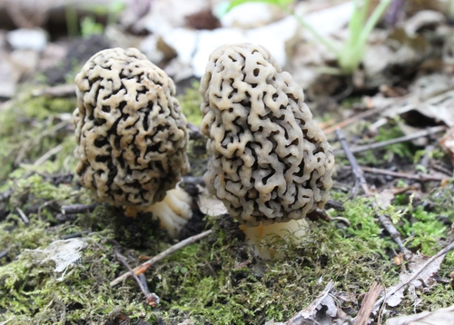 Morchella vulgaris — no rights reserved