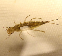 Dytiscidae