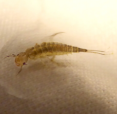 Dytiscidae