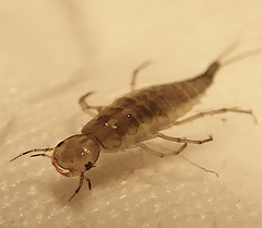 Dytiscidae