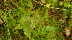 Glechoma hederacea