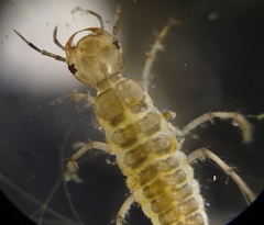Dytiscidae