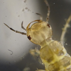 Dytiscidae