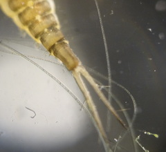 Dytiscidae