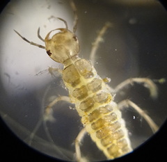 Dytiscidae