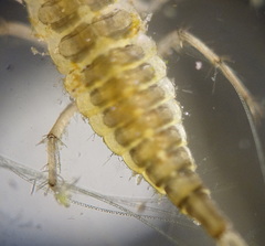Dytiscidae