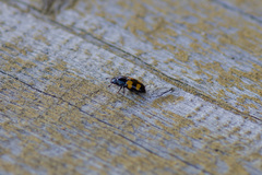 Glischrochilus grandis