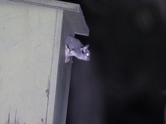 Petaurus breviceps breviceps