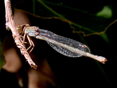 Pseudagrion vaalense